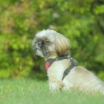 Why Shih Tzu Are the Worst Dogs