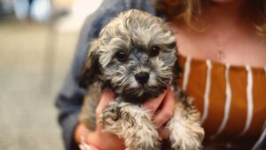 Small Hypoallergenic Dogs Breeds