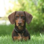 Why Dachshunds are the Worst Breed