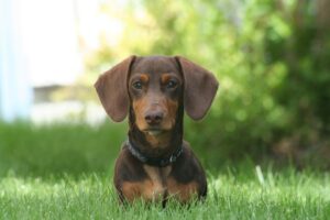 Why Dachshunds are the Worst Breed