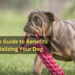 Benefits of Socializing Your Dog
