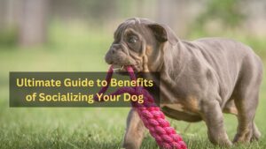 Benefits of Socializing Your Dog