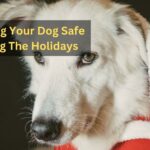 Keeping Your Dog Safe During The Holidays