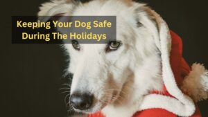 Keeping Your Dog Safe During The Holidays