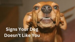 Signs Your Dog Doesn’t Like You